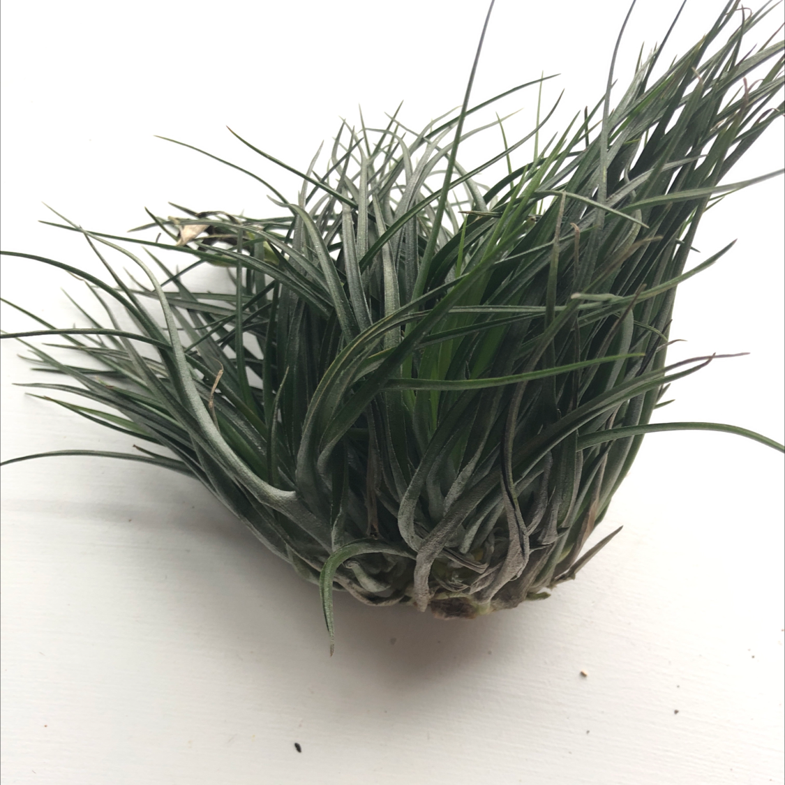 Top view of a healthy silver-green air plant with long curly leaves on a white background