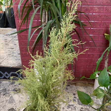 Photo of the plant species Five-Stamen Tamarisk by Sadeer named Your plant on Greg, the plant care app