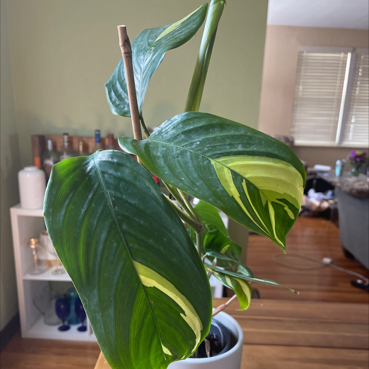 Photo of the plant species Golden Mosaic Plant by @kjbville named Margot on Greg, the plant care app