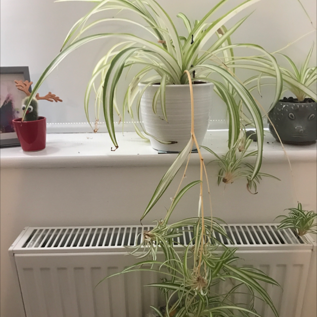 Photo of the plant species Spider Plant by @amy_2098 named Mr. Plant on Greg, the plant care app