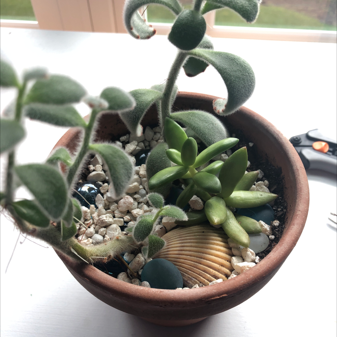 Potted Panda Plant (Kalanchoe tomentosa) with fuzzy leaves and decorative elements.