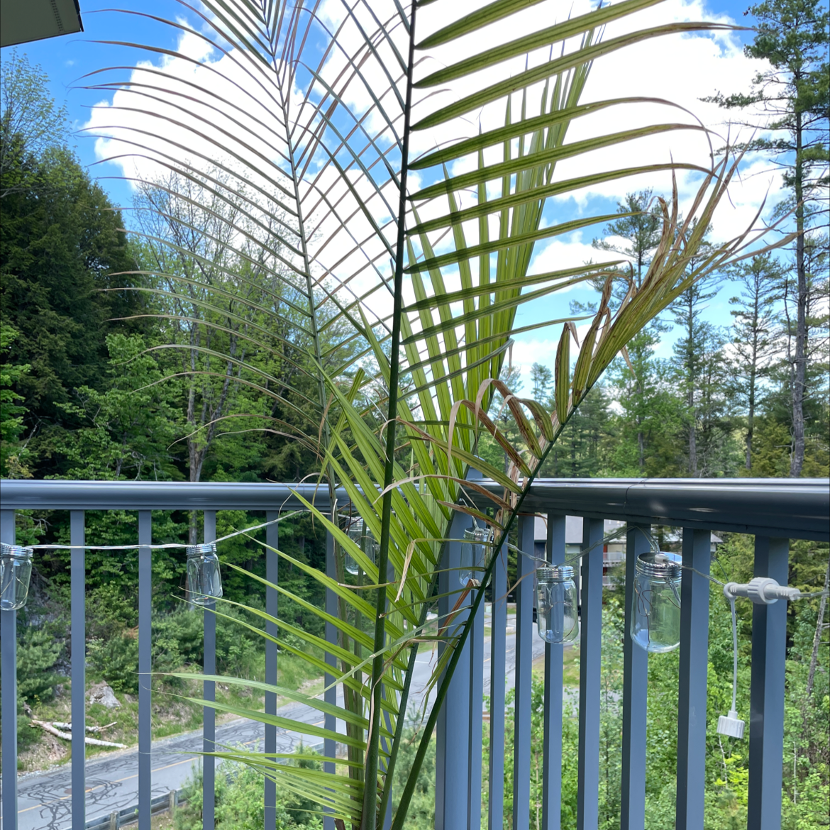 Canary Island Date Palm on a balcony with a scenic background.