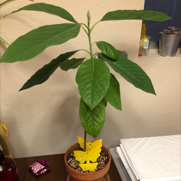Healthy young avocado plant in terracotta pot with large green leaves and no signs of disease. Hand pointing at leaf.