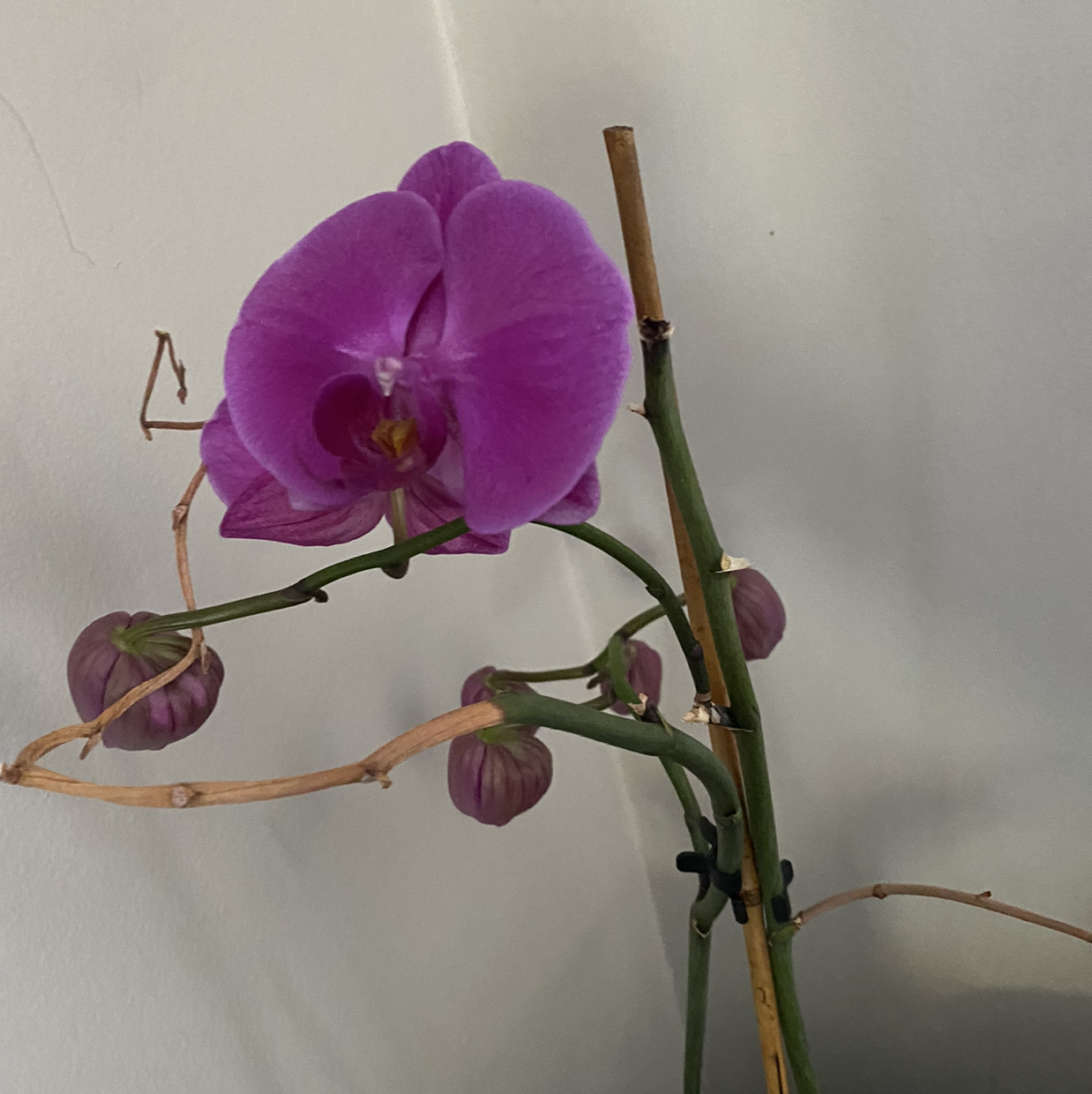 Photo of the plant species Doritis pulcherrima by Megan named Orlando Bloom on Greg, the plant care app