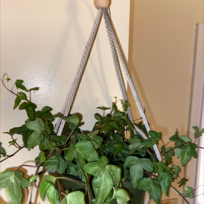English Ivy plant photo by @lavendertea named Eliza on Greg, the plant care app.