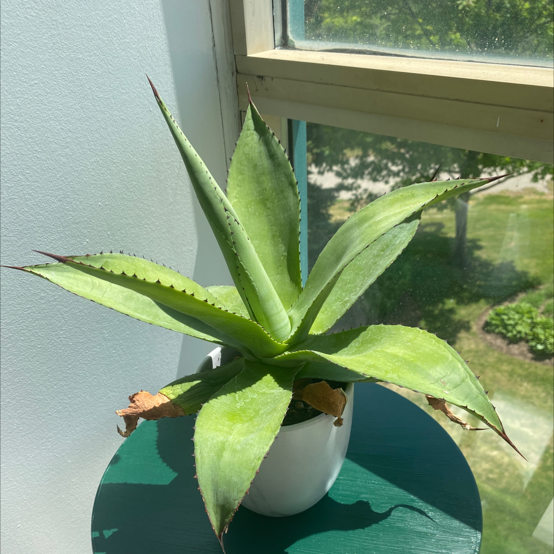Hedgehog Aloe plant in a white pot near a window with minor browning at leaf tips.