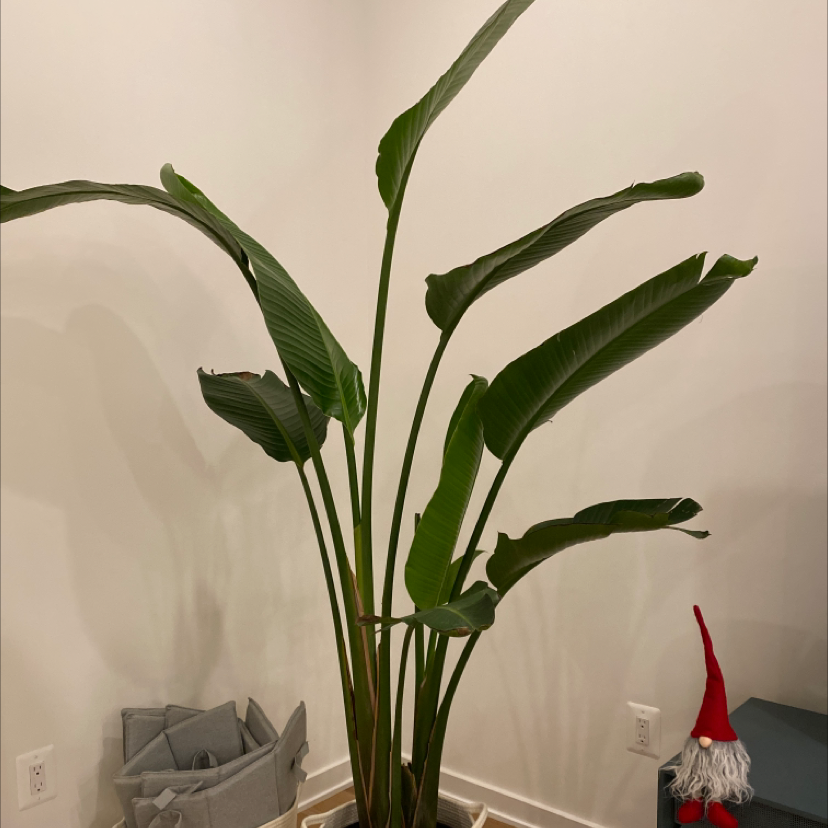 Healthy White Bird of Paradise plant with dark green leaves, next to a small Christmas gnome figurine.