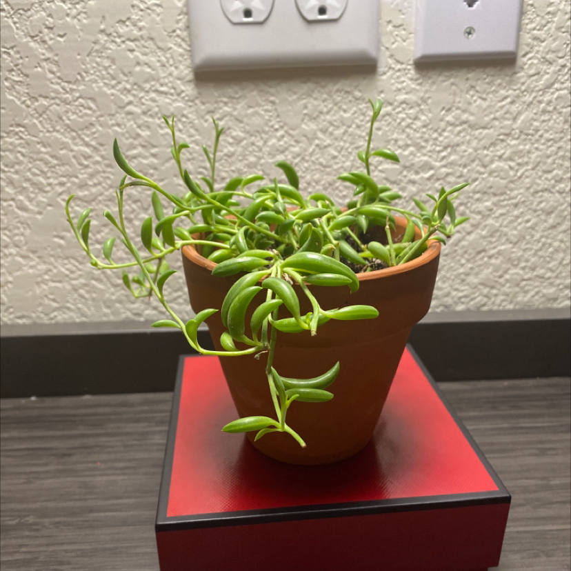 Healthy String of Bananas succulent with dense trailing stems of bright green banana-shaped leaves in a red pot.