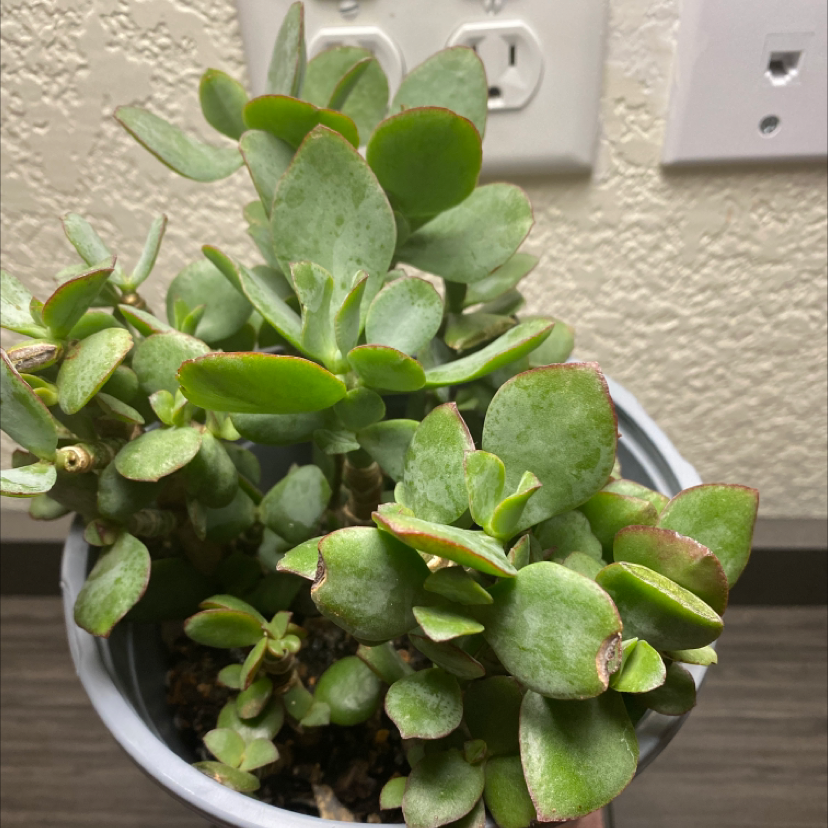 Silver Dollar Plant in a pot with slight browning on leaf edges.