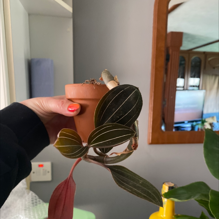 Jewel Orchid plant photo by Ness named Your plant on Greg, the plant care app.