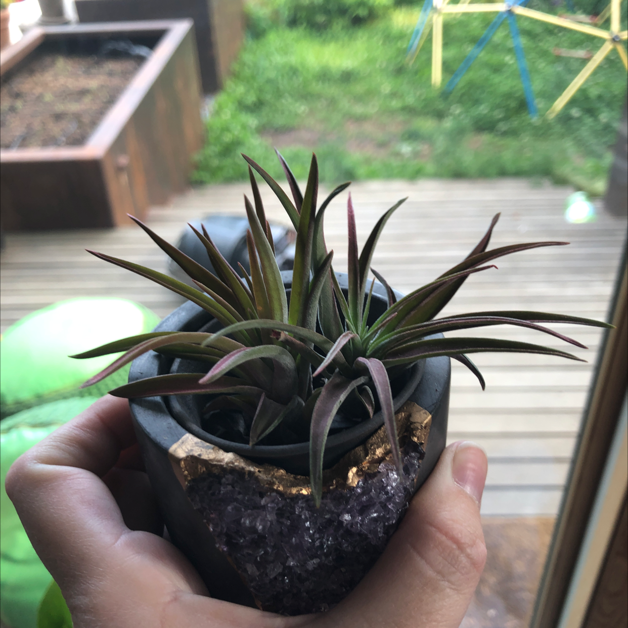 Tillandsia harrisii plant held in a hand, with a garden background.