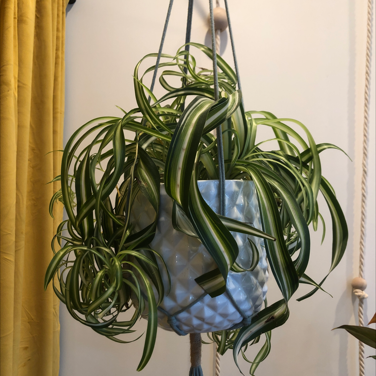 Healthy Curly Spider Plant in a hanging pot with vibrant green leaves and white stripes.