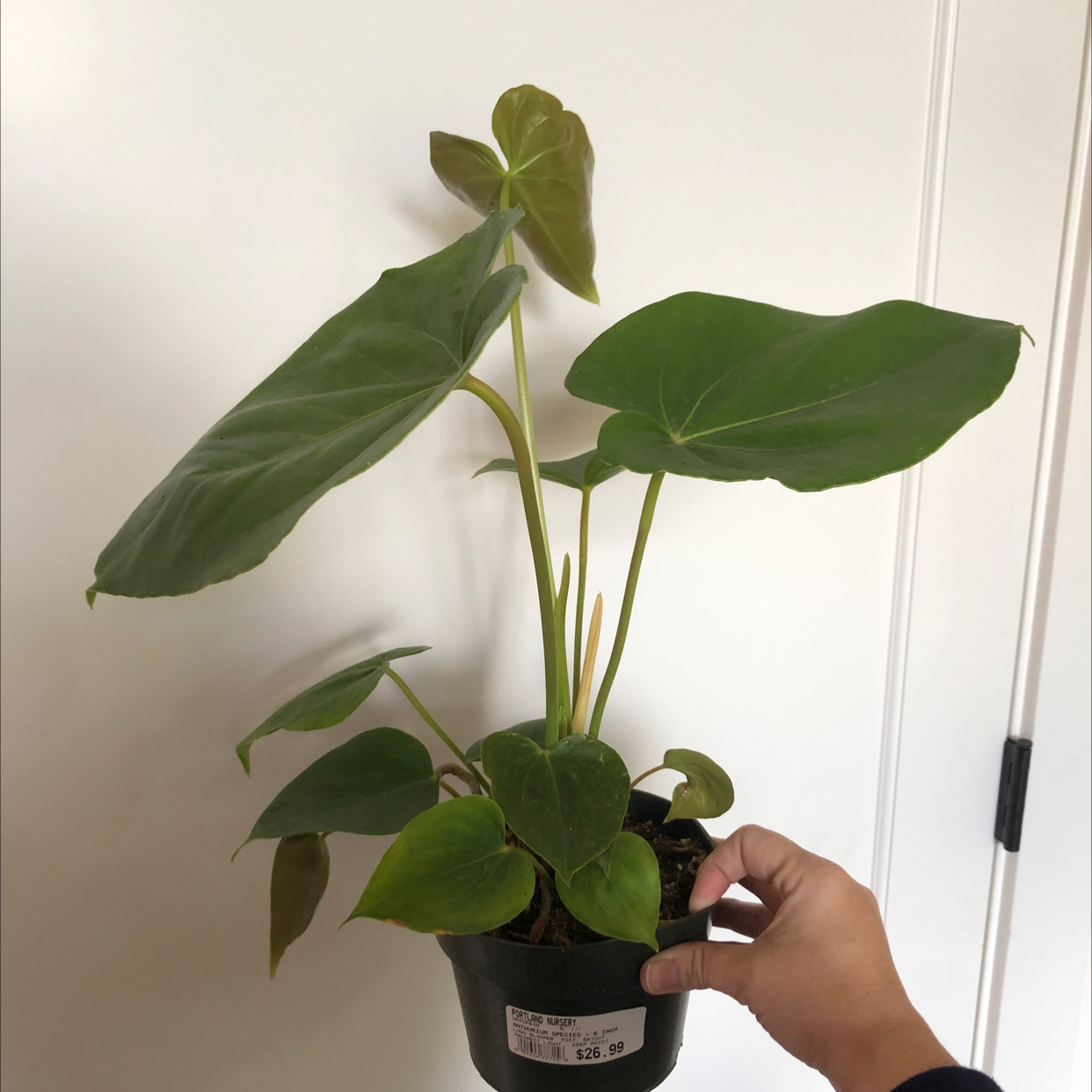 Photo of the plant species Anthurium 'Oaxaca' by Katherine named Oaxaca on Greg, the plant care app