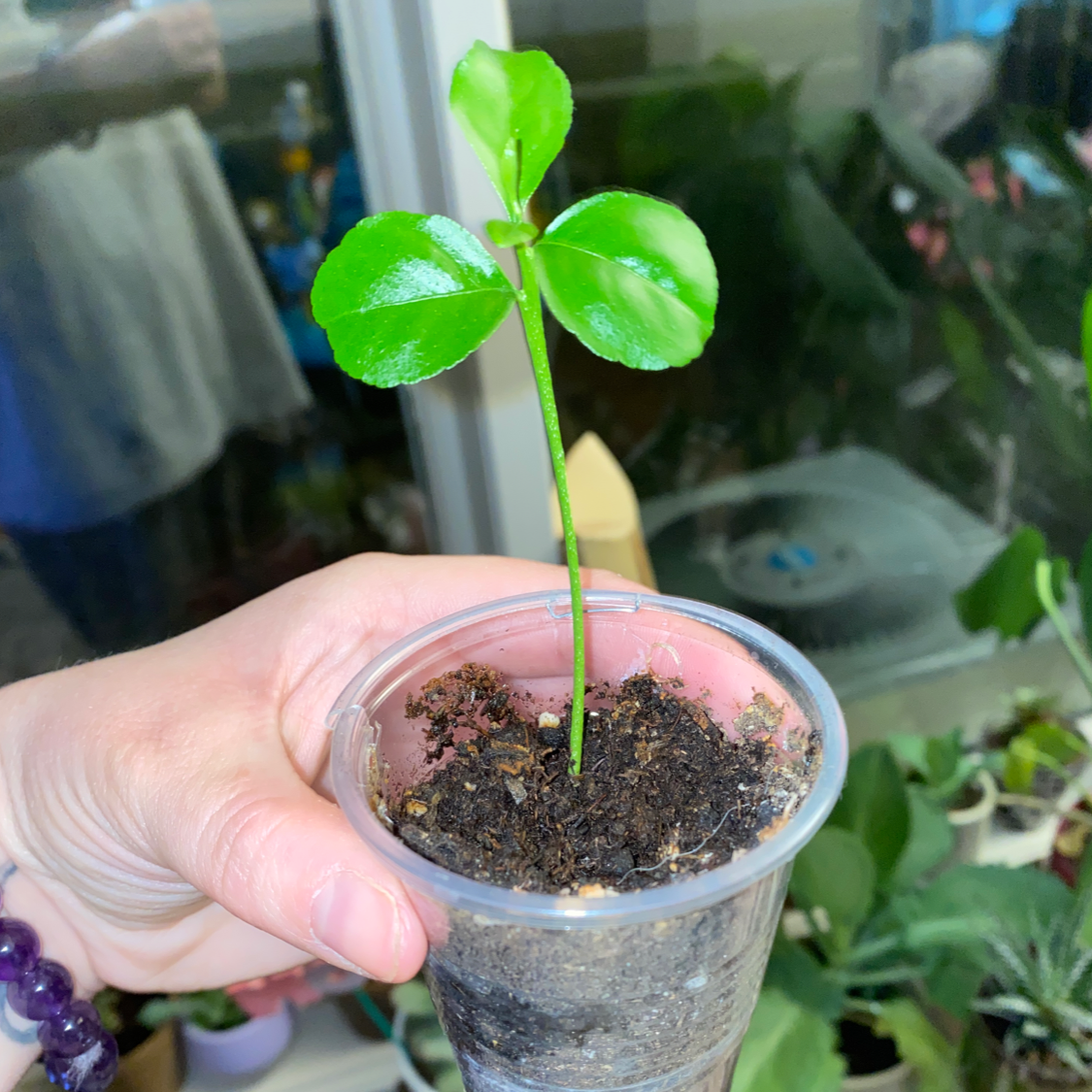 Young lemon plant in a small transparent container with visible soil, held by a hand.