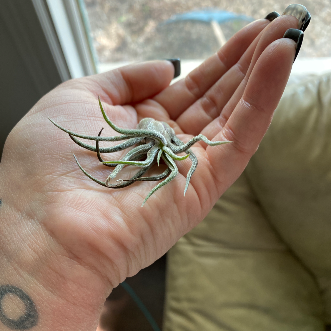 Small Ballmoss plant held in a person's hand, with a blurred background.