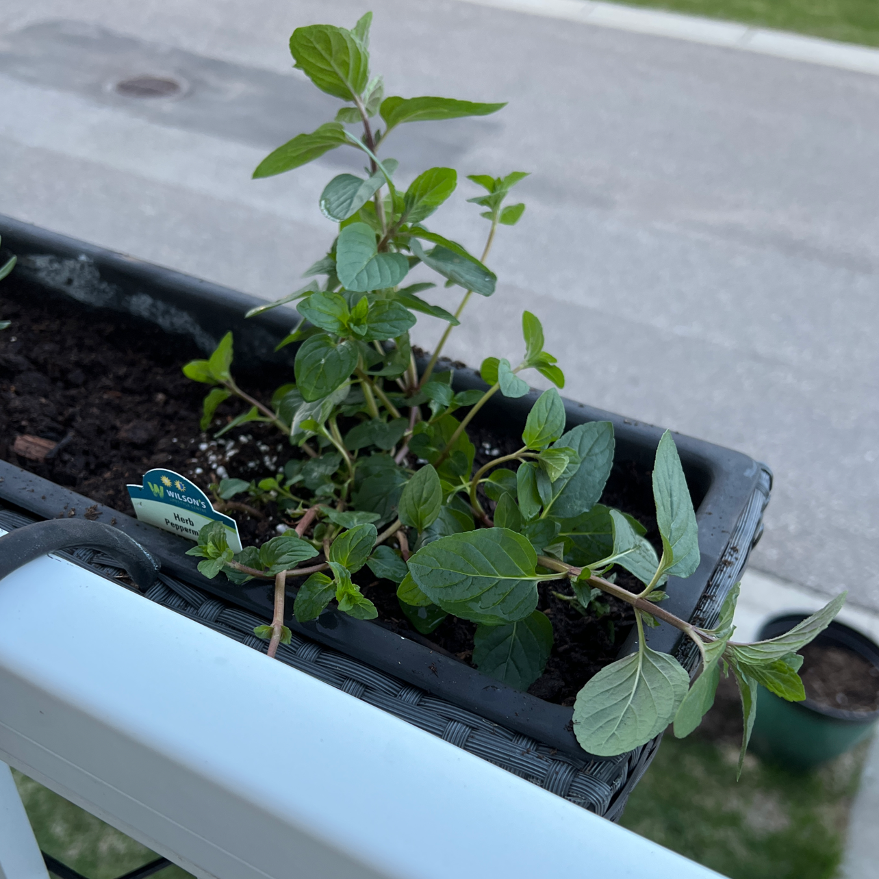 Healthy peppermint plant in a rectangular planter with visible soil.