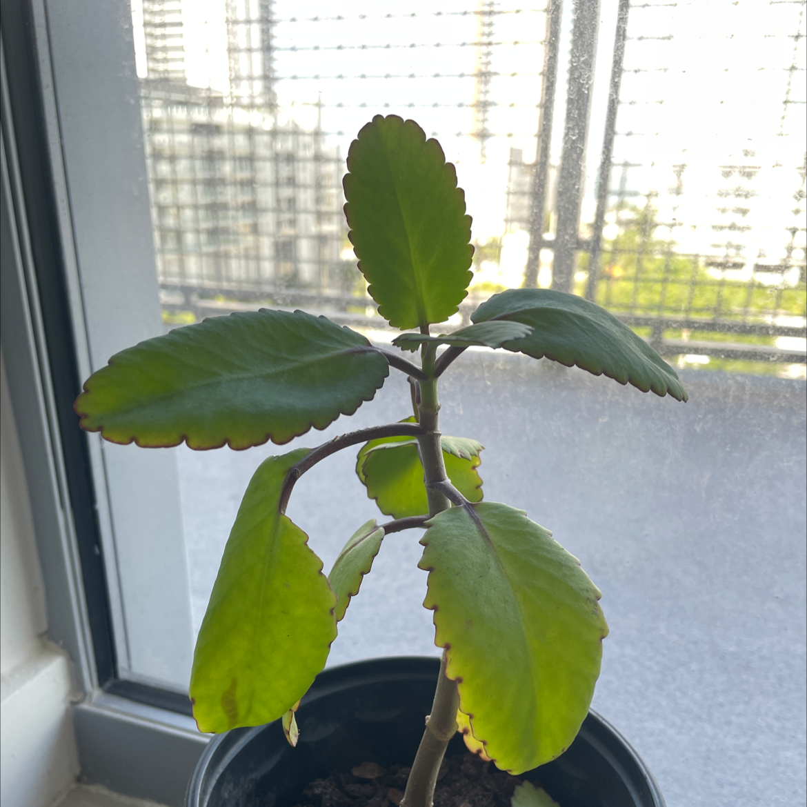 Healthy green Cathedral Bells plant with large waxy leaves growing in a pot on a window sill with sheer curtains and urban cityscape in background.