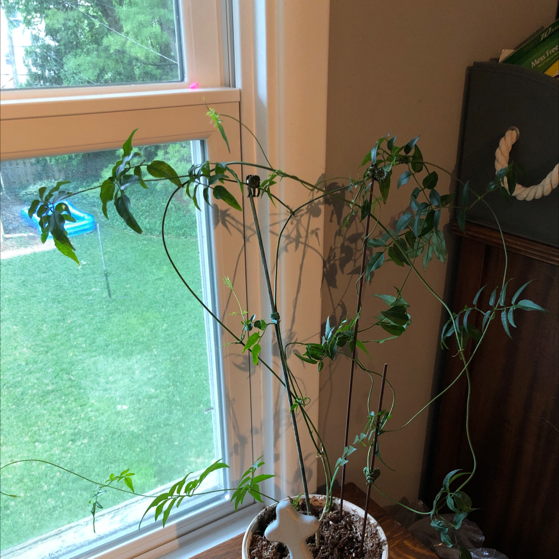 Pink Jasmine plant indoors near a window with visible soil and green leaves.