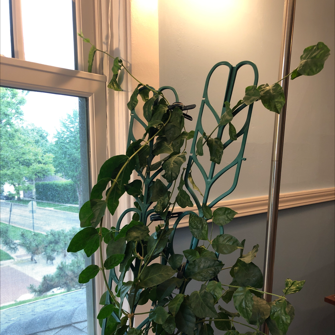 Photo of the plant species Arabian Jasmine by @DrMom named Isabella on Greg, the plant care app