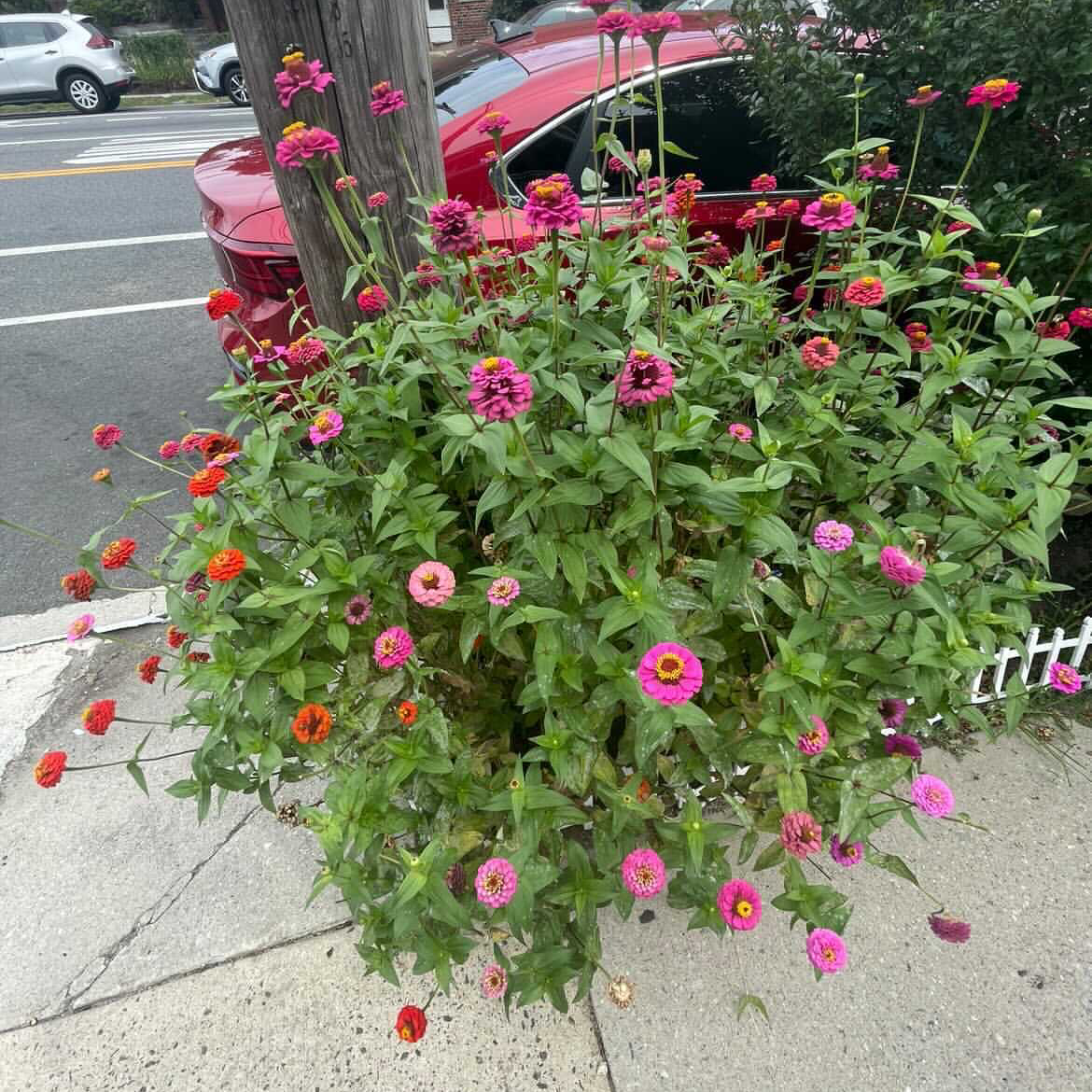 Healthy Common Zinnia plant with vibrant pink and red flowers in an urban setting.