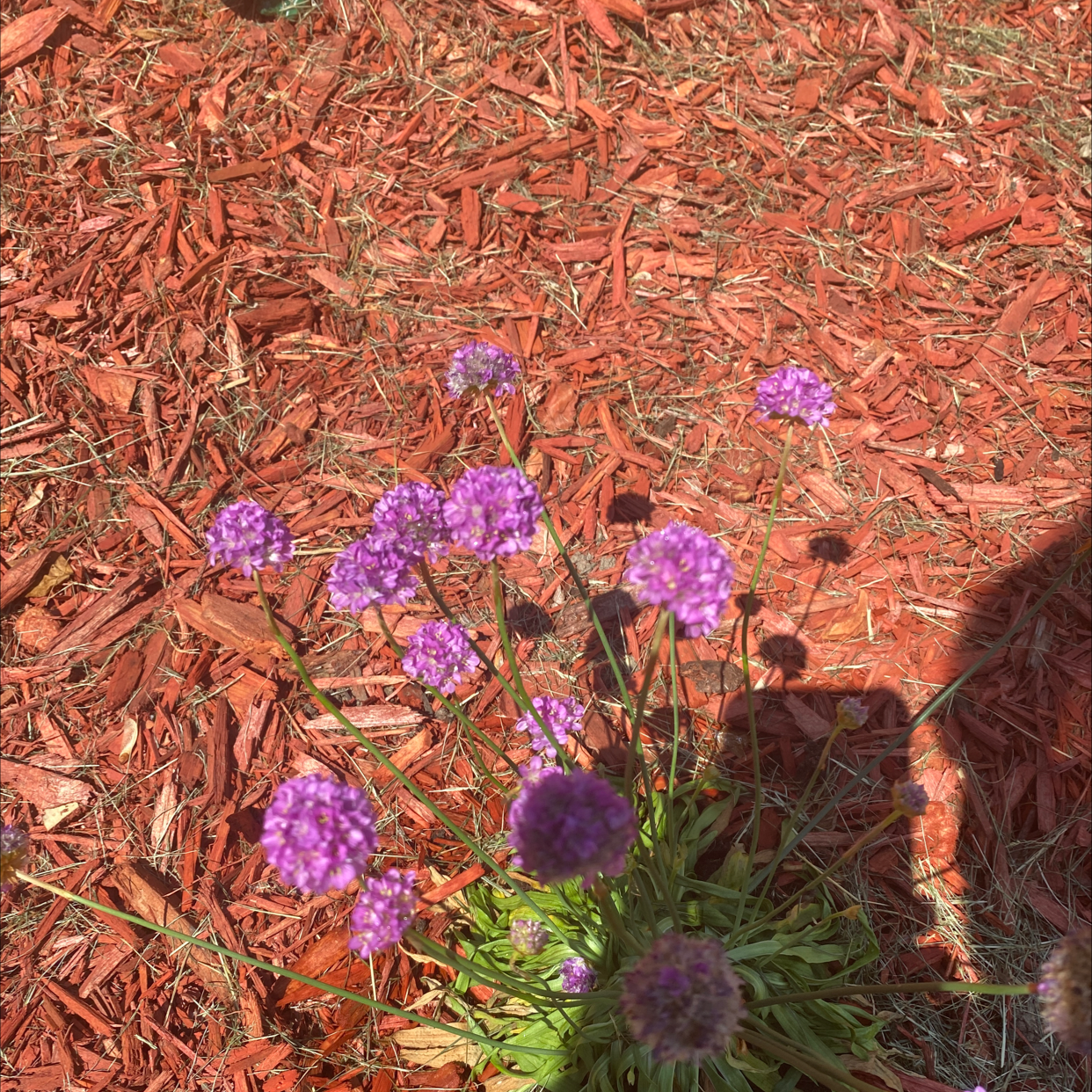 Siberian Sea Thrift with clusters of purple flowers in a mulched area.