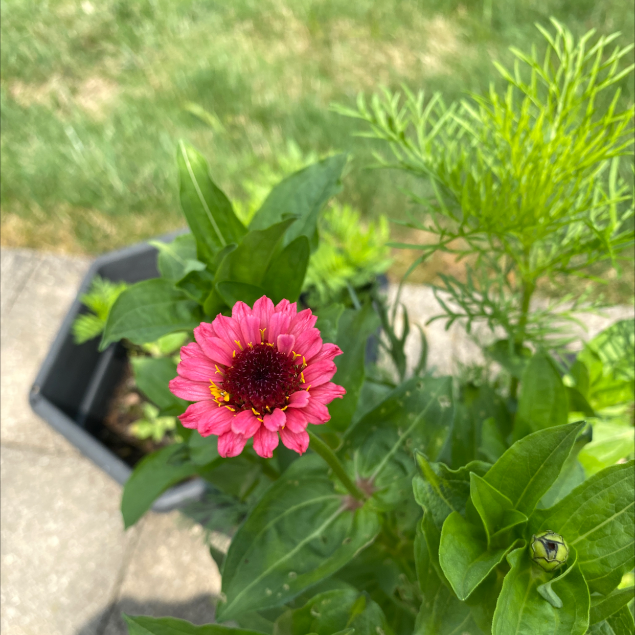 Common Zinnia plant with a pink flower and healthy green leaves.