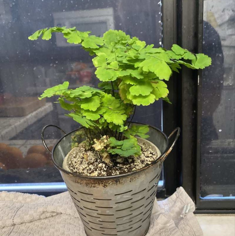 Hemionitis raddiana plant in a metal pot with visible soil, placed indoors near a window.