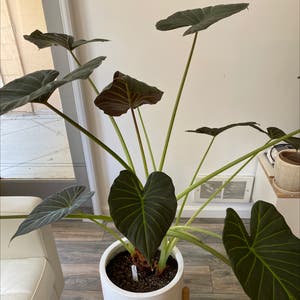 Black Magic Elephant Ear plant photo by @jlee named Big bubba on Greg, the plant care app.