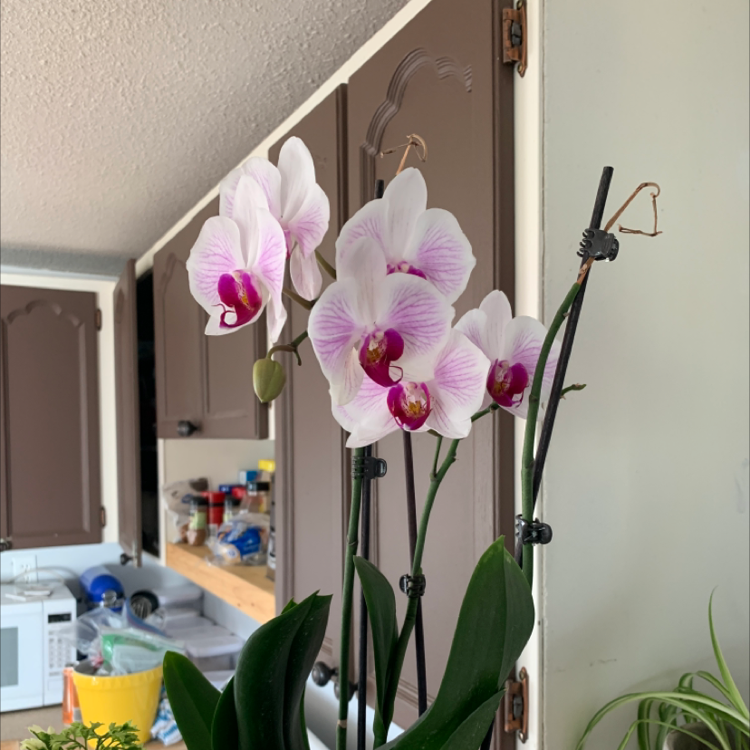 Mini Phalaenopsis Orchid with blooming flowers in a kitchen setting.