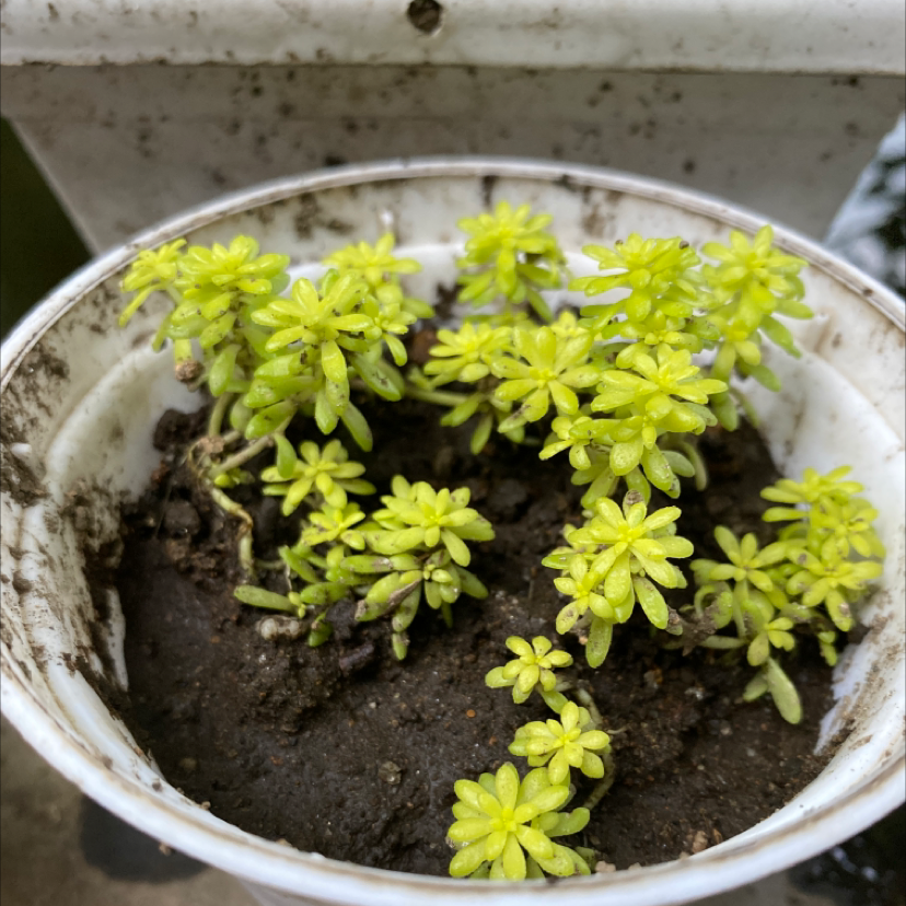 A healthy Spanish Stonecrop plant in a small pot with visible soil.