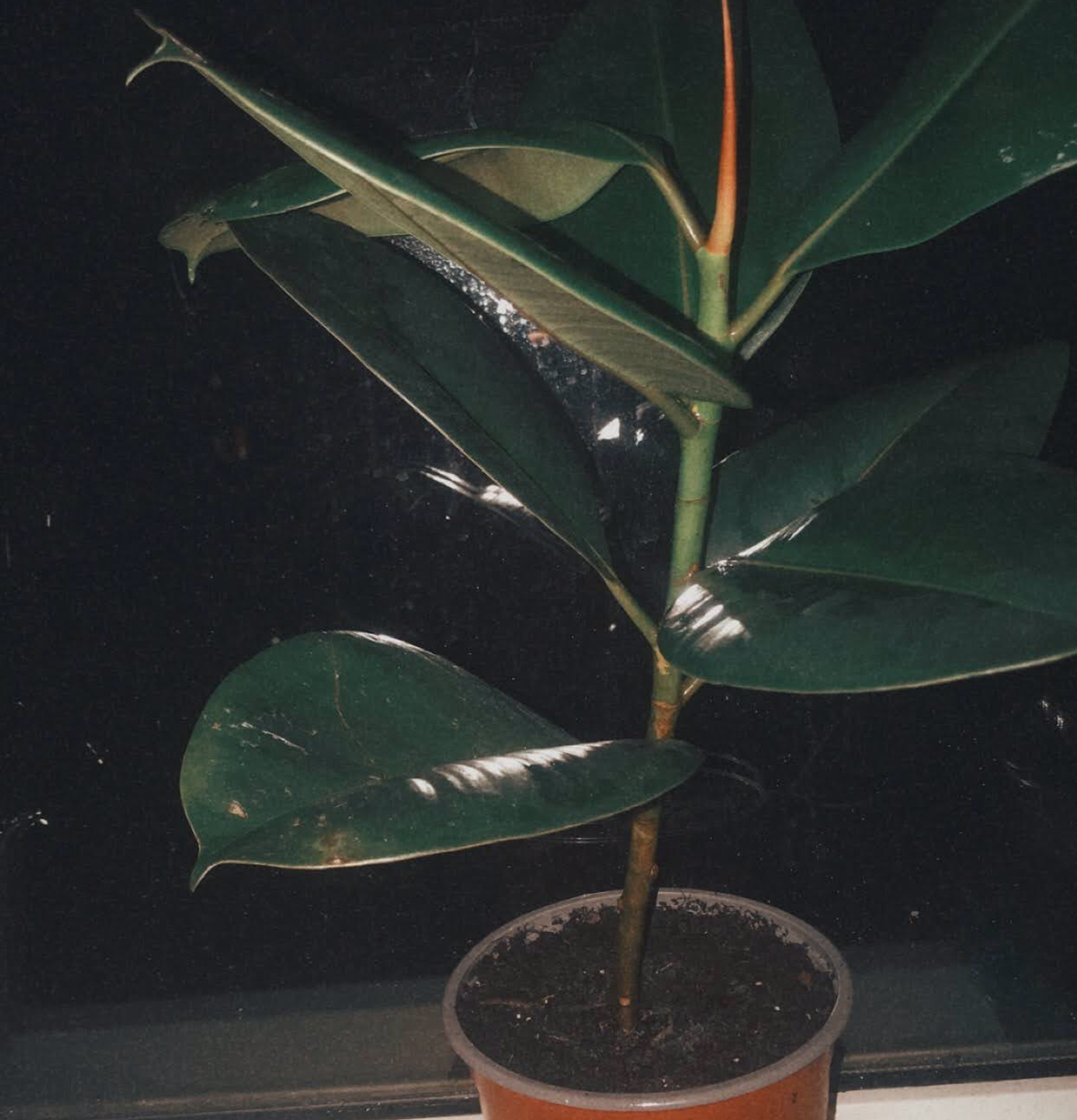 Ficus Robusta plant in a pot with dark green, glossy leaves.