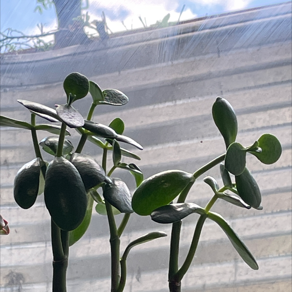 Jade plant photo by @Mvev named Peter Parker on Greg, the plant care app.