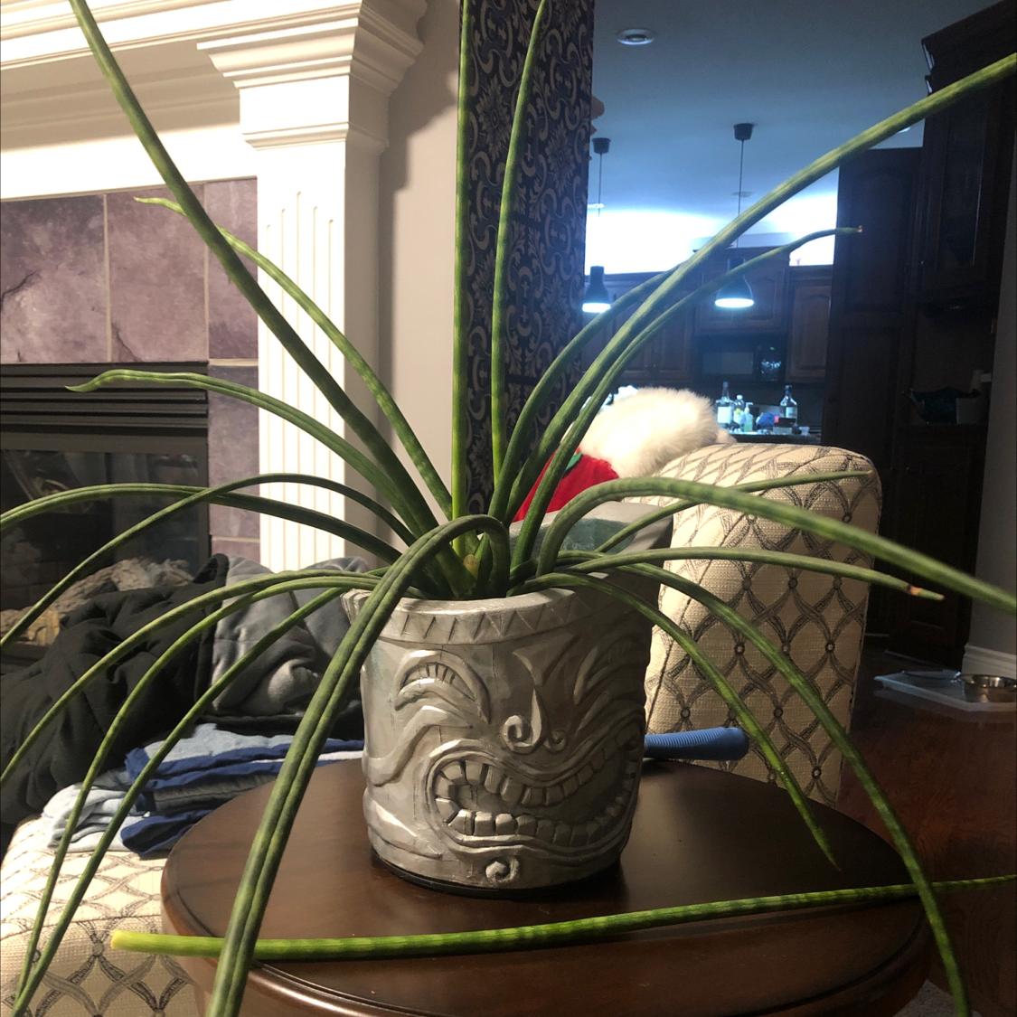 Dracaena 'Mikado' plant in a decorative pot on a table indoors.