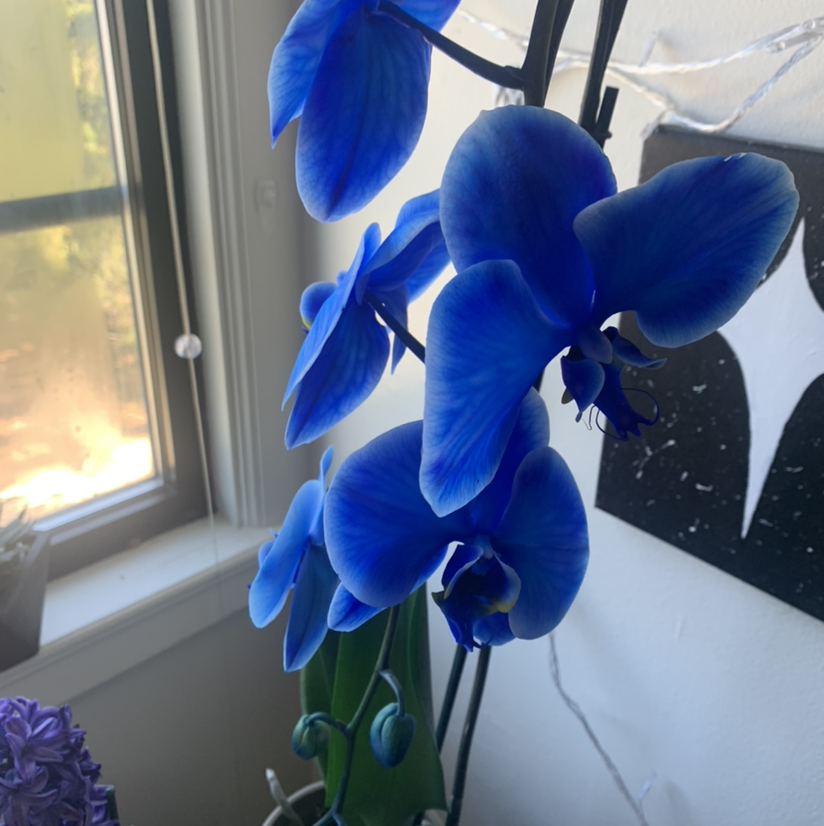 Photo of the plant species Blue Orchid by Morgan named blue orchi on Greg, the plant care app
