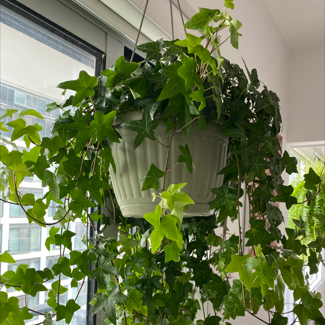 Photo of the plant species English Ivy by @sanguinenat named Gwendalyn on Greg, the plant care app