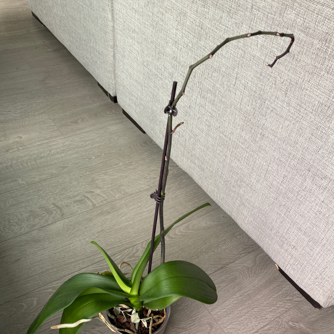 Photo of the plant species Blue Corn-Lily by @sanguinenat named Elle on Greg, the plant care app