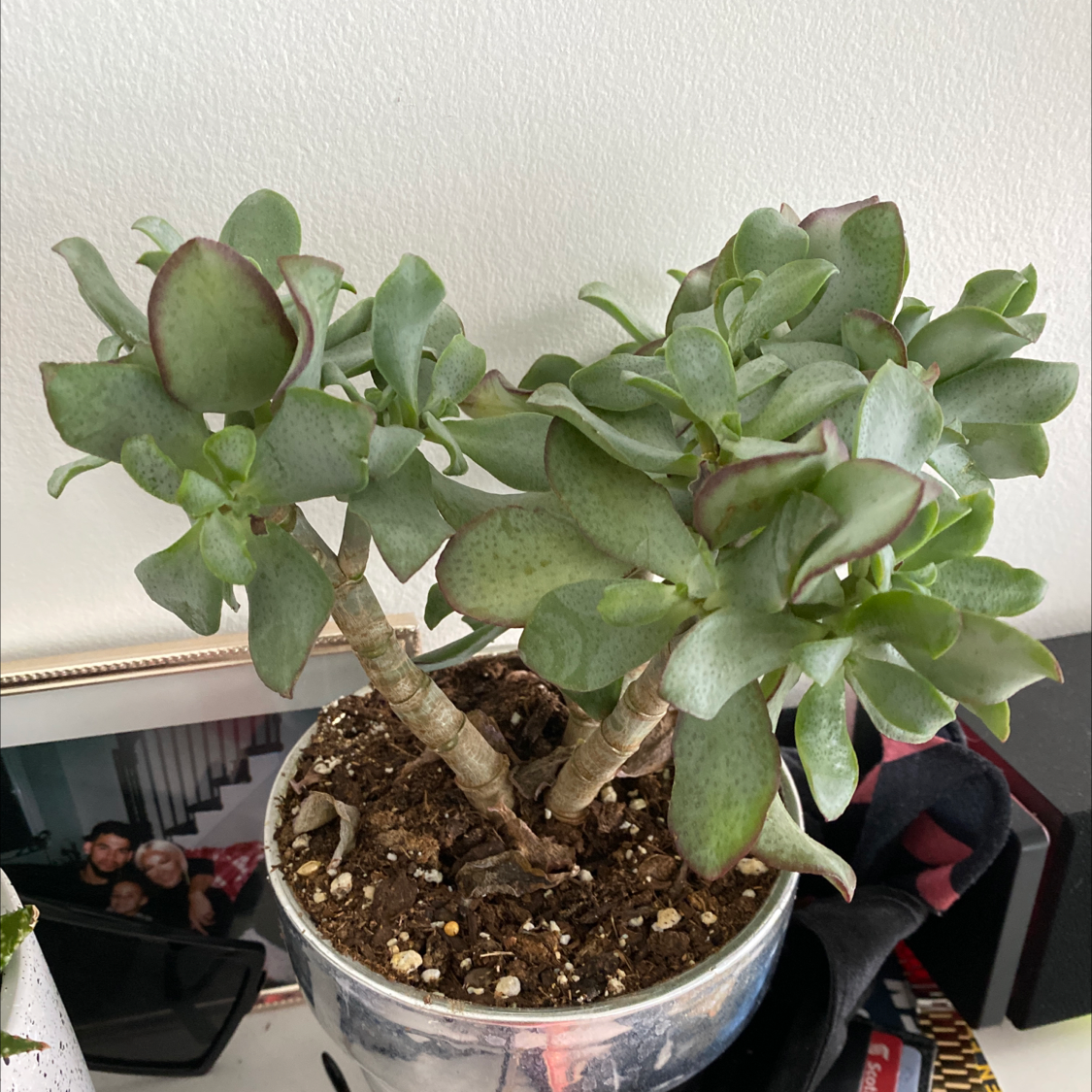 Photo of the plant species Silver Dollar Plant by @sanguinenat named Jade on Greg, the plant care app
