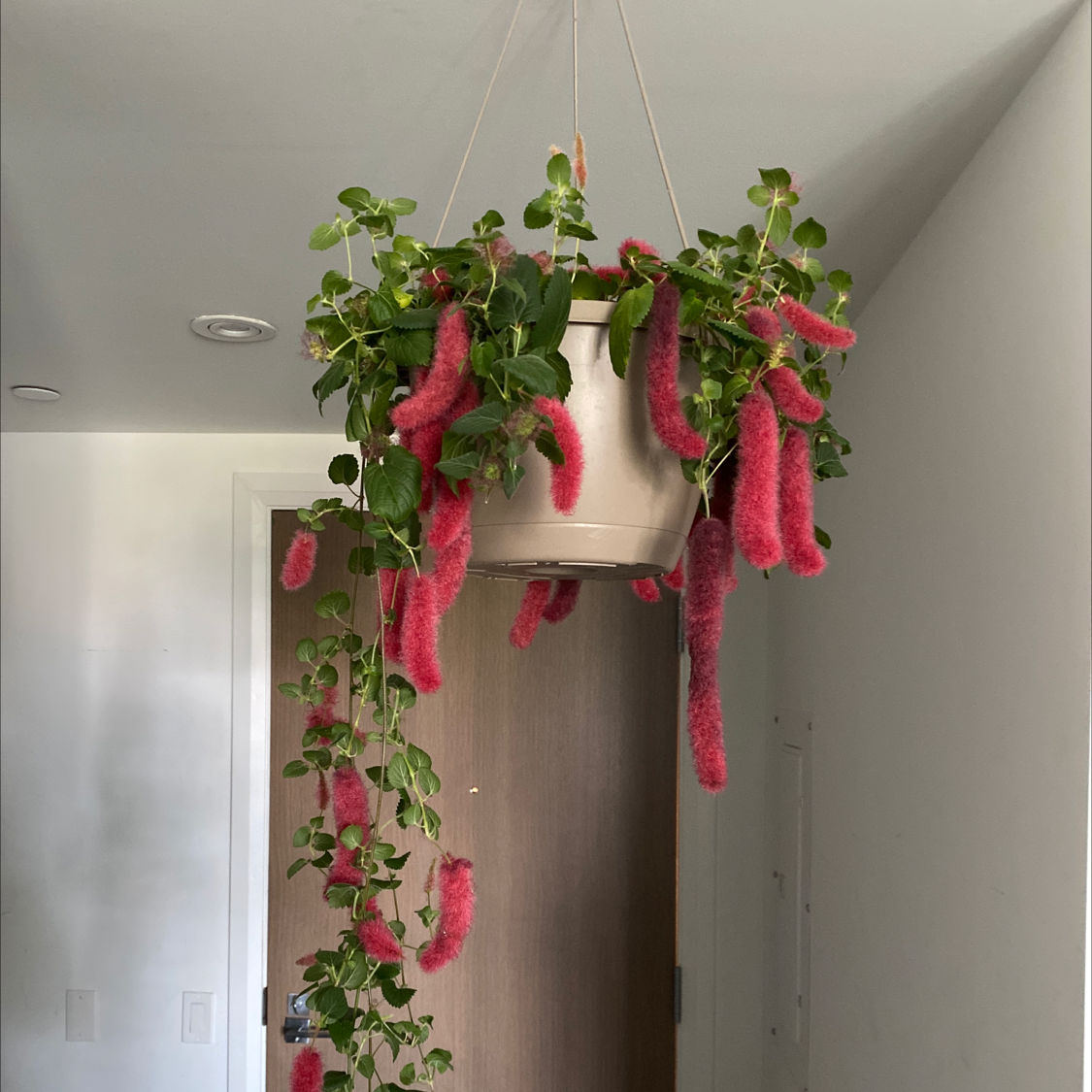 Photo of the plant species Firetails Chenille by @sanguinenat named Eva on Greg, the plant care app