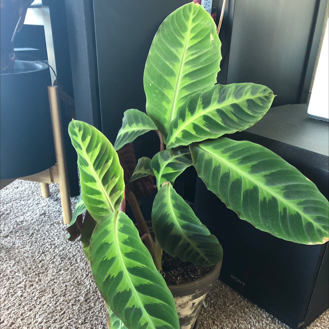 Photo of the plant species Jungle Velvet by @SLCPolitico named Like a Prayer on Greg, the plant care app