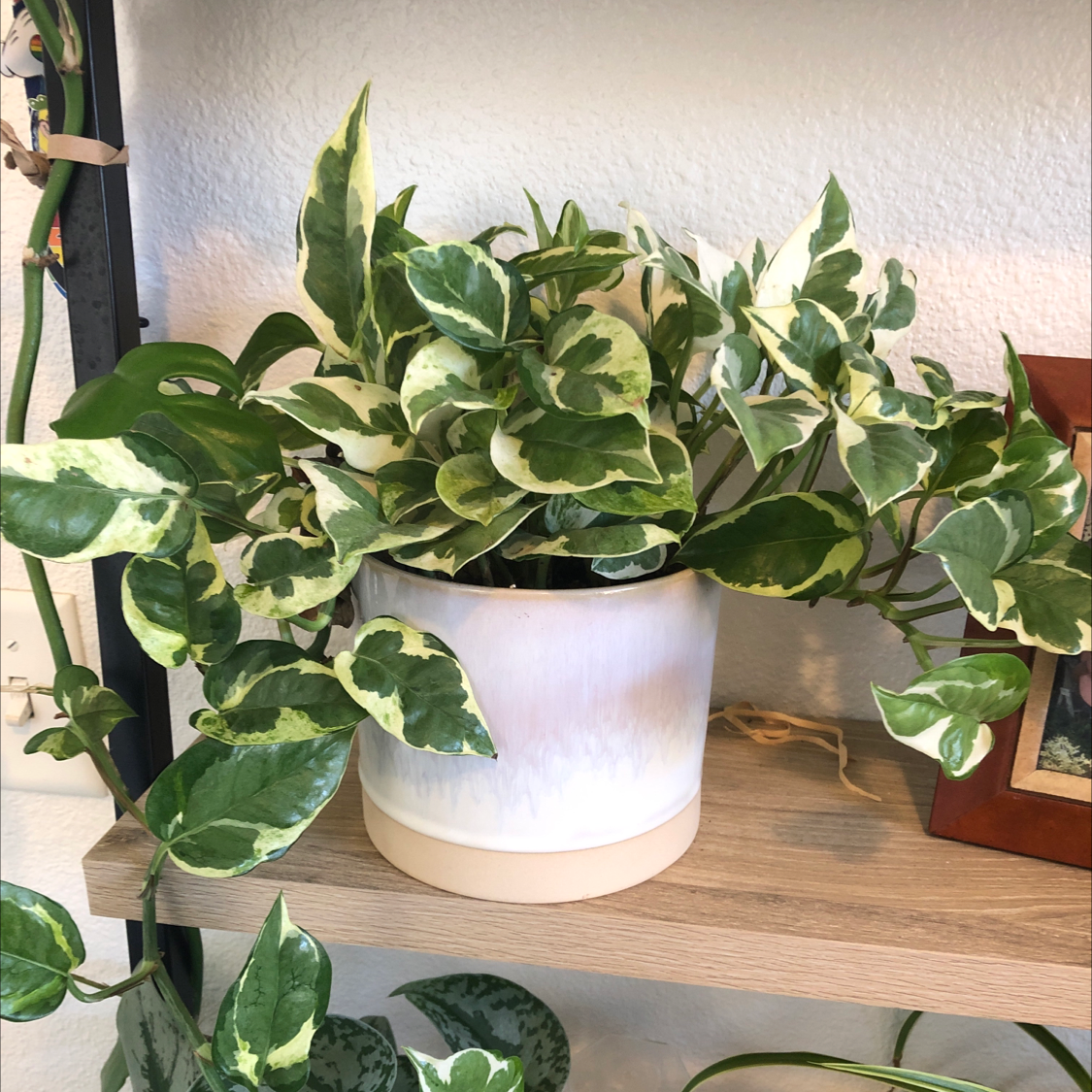 Photo of the plant species Glacier Pothos by @SLCPolitico named Terra on Greg, the plant care app