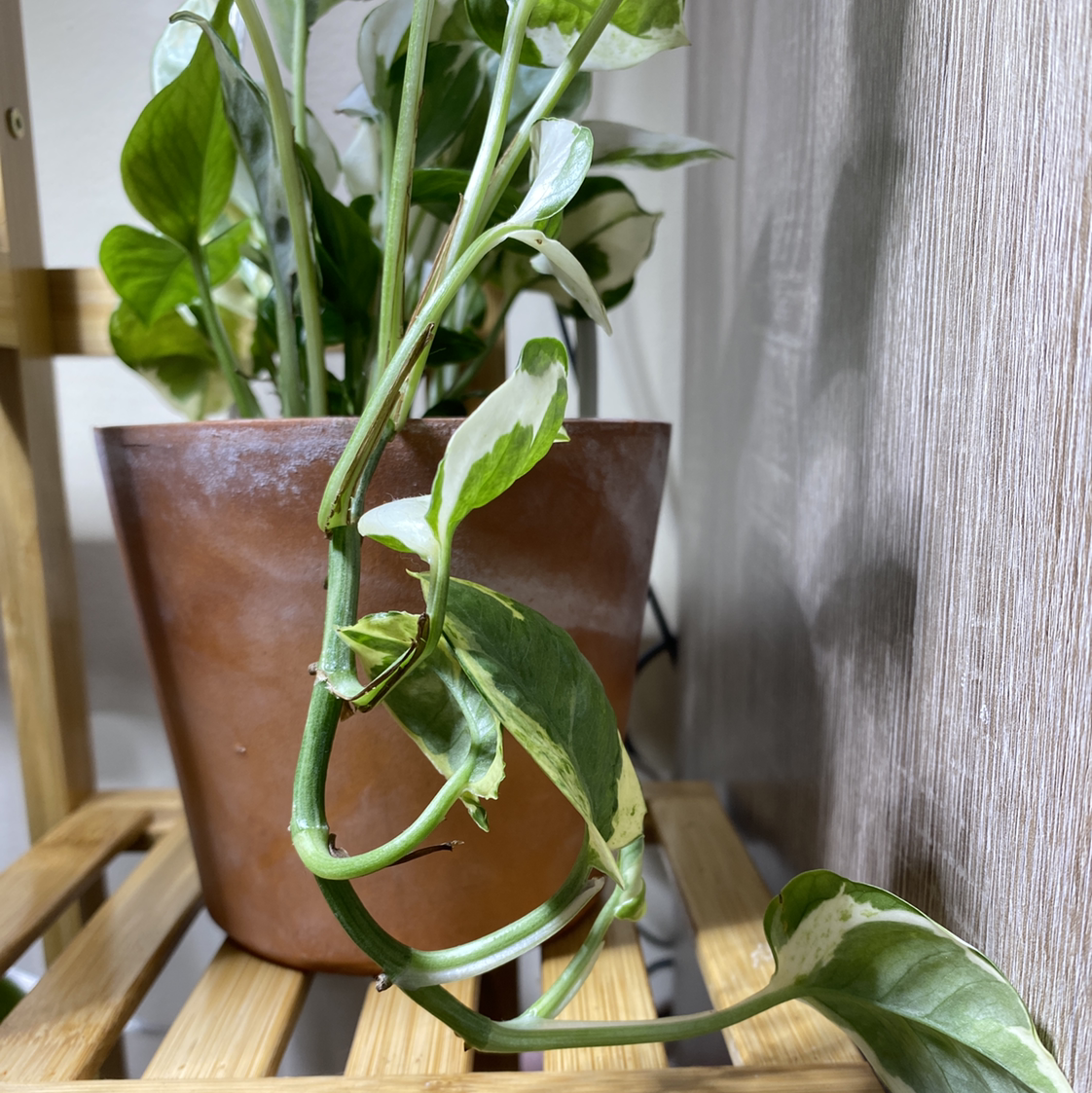 Pothos N' Joy plant in a pot on a wooden surface, with healthy variegated leaves.