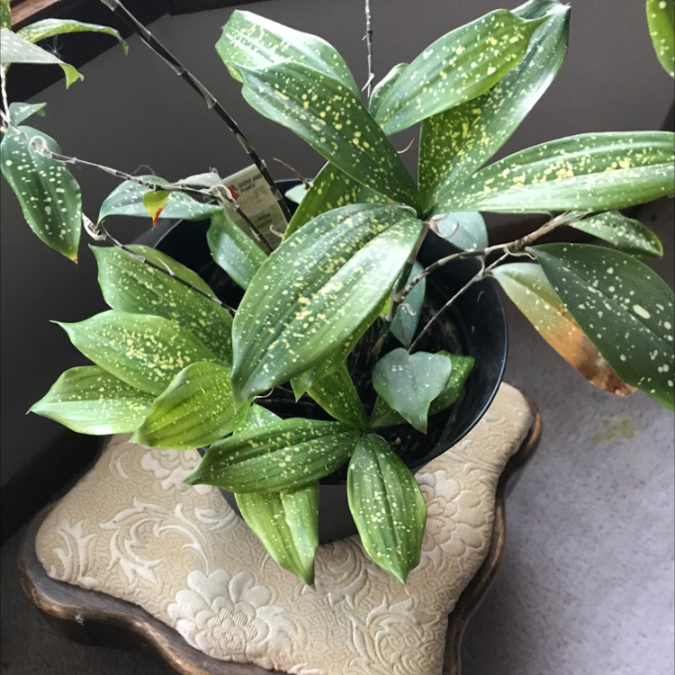 Healthy Gold Dust Dracaena plant with vibrant green leaves speckled with gold spots, in a decorative pot.