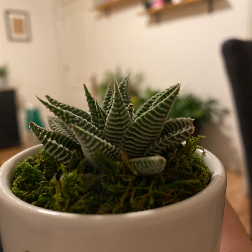 Healthy Haworthia limifolia succulent plant with intricate zig-zag leaf patterns in a white ceramic pot.