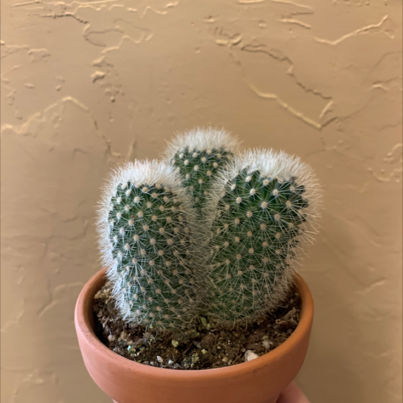 Healthy Lace Hedgehog Cactus with dense white spines growing in a small terra cotta pot, well-framed against a beige background.