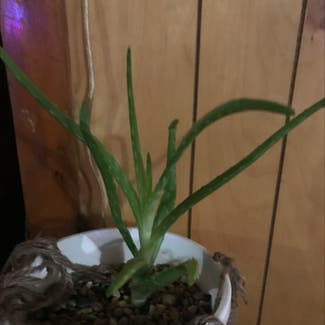 Aloe Vera plant in Hesperia, Michigan