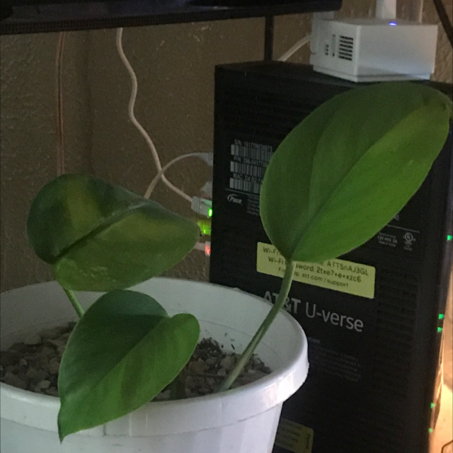 Jade Pothos plant photo by @QueenOfTheNight named Folia on Greg, the plant care app.