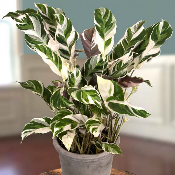 Photo of the plant species Calathea 'White Fusion' by Hannah named White Fusion on Greg, the plant care app