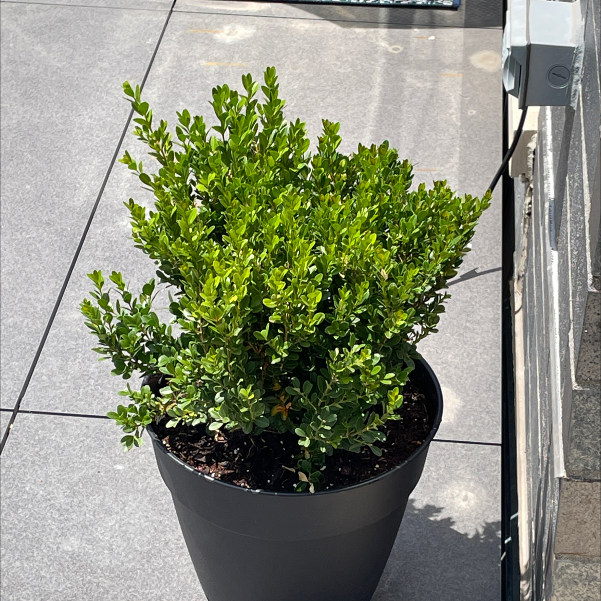 Photo of the plant species Common Boxwood by @emozaddyplntbbs named Bush on Greg, the plant care app