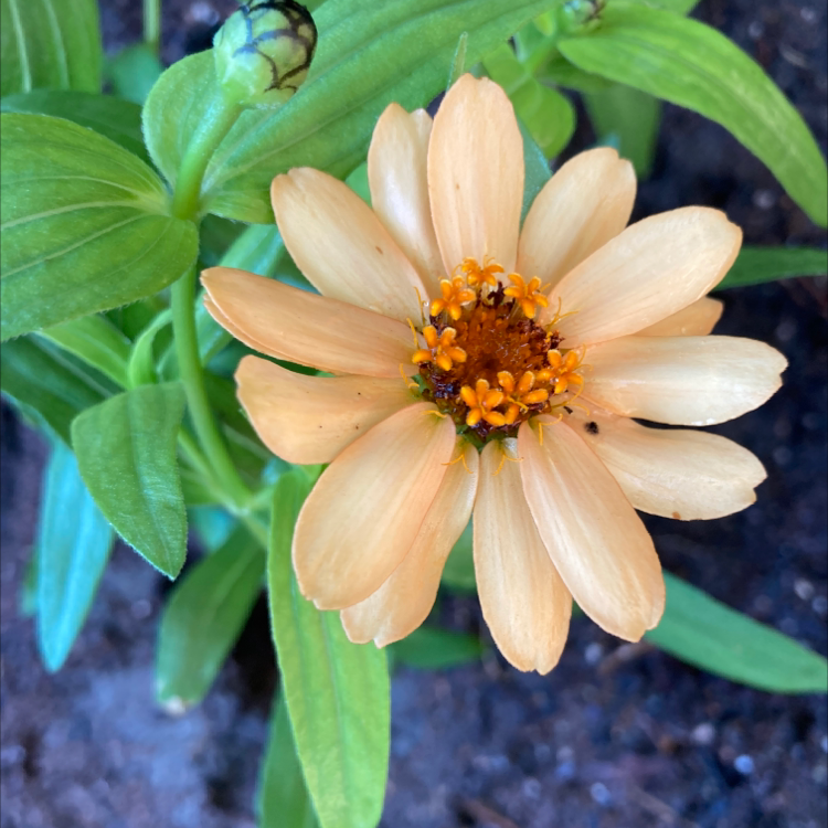 Common Zinnia with a prominent flower and healthy green leaves. Soil is visible.