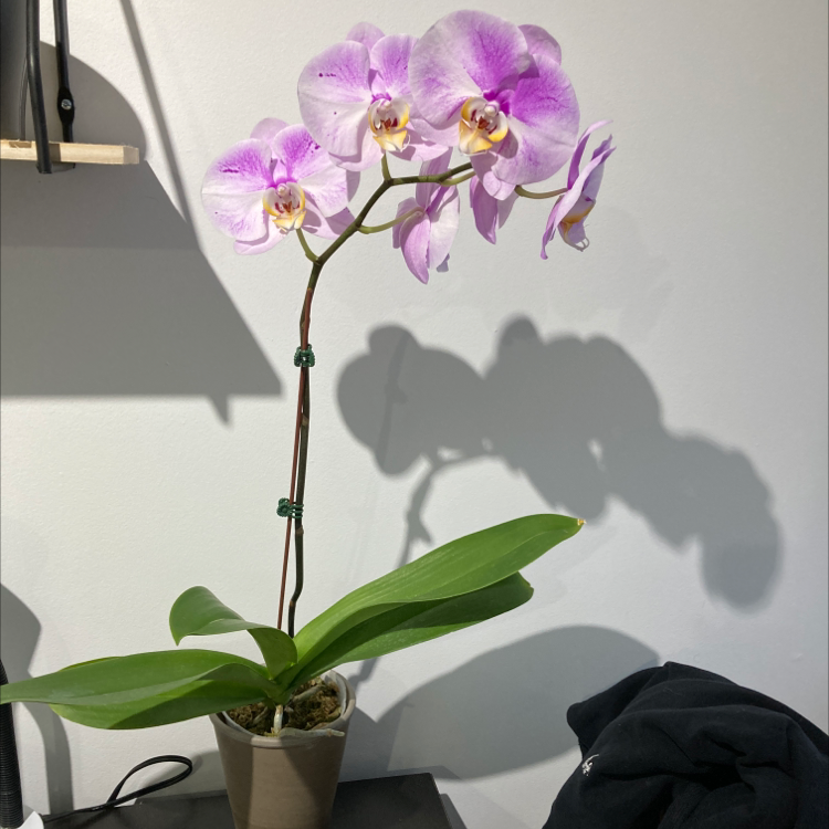 Phalaenopsis orchid with purple flowers in a pot, appearing healthy and in bloom.